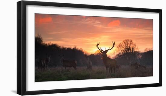 A Red Deer Stag, Cervus Elaphus, Standing in London's Richmond Park-Alex Saberi-Framed Photographic Print