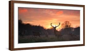 A Red Deer Stag, Cervus Elaphus, Standing in London's Richmond Park-Alex Saberi-Framed Photographic Print