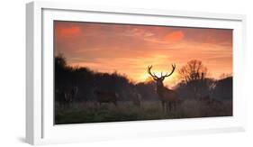 A Red Deer Stag, Cervus Elaphus, Standing in London's Richmond Park-Alex Saberi-Framed Photographic Print