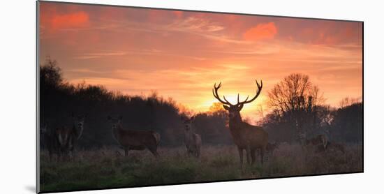 A Red Deer Stag, Cervus Elaphus, Standing in London's Richmond Park-Alex Saberi-Mounted Photographic Print