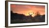 A Red Deer Stag, Cervus Elaphus, Standing in London's Richmond Park-Alex Saberi-Framed Premium Photographic Print