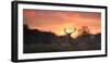 A Red Deer Stag, Cervus Elaphus, Standing in London's Richmond Park-Alex Saberi-Framed Premium Photographic Print