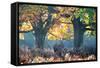 A Red Deer Stag, Cervus Elaphus, Stands under a Colorful Oak in Richmond Park-Alex Saberi-Framed Stretched Canvas