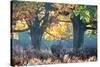 A Red Deer Stag, Cervus Elaphus, Stands under a Colorful Oak in Richmond Park-Alex Saberi-Stretched Canvas