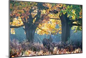 A Red Deer Stag, Cervus Elaphus, Stands under a Colorful Oak in Richmond Park-Alex Saberi-Mounted Photographic Print