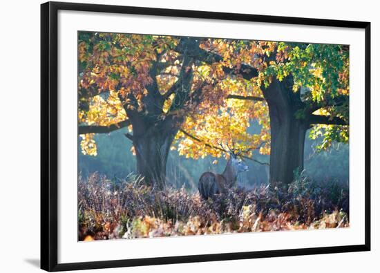 A Red Deer Stag, Cervus Elaphus, Stands under a Colorful Oak in Richmond Park-Alex Saberi-Framed Photographic Print