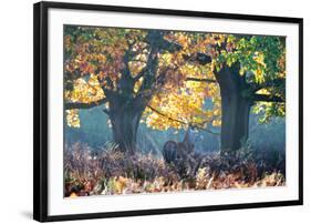 A Red Deer Stag, Cervus Elaphus, Stands under a Colorful Oak in Richmond Park-Alex Saberi-Framed Photographic Print