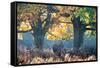 A Red Deer Stag, Cervus Elaphus, Stands under a Colorful Oak in Richmond Park-Alex Saberi-Framed Stretched Canvas