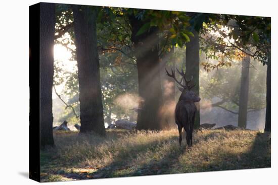 A Red Deer Stag, Cervus Elaphus, Waits in the Early Morning Mists in Richmond Park in Autumn-Alex Saberi-Stretched Canvas