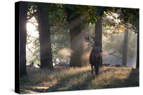 A Red Deer Stag, Cervus Elaphus, Waits in the Early Morning Mists in Richmond Park in Autumn-Alex Saberi-Stretched Canvas