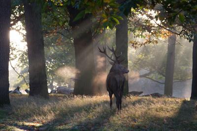 https://imgc.allpostersimages.com/img/posters/a-red-deer-stag-cervus-elaphus-waits-in-the-early-morning-mists-in-richmond-park-in-autumn_u-L-POKOIP0.jpg?artPerspective=n