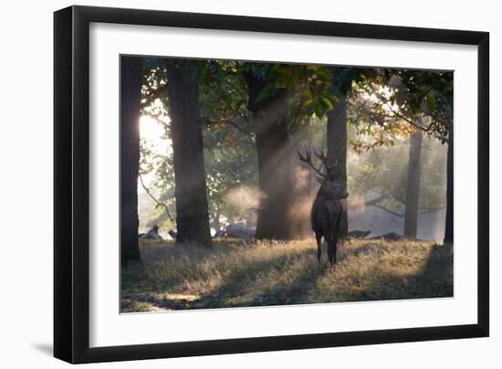 A Red Deer Stag, Cervus Elaphus, Waits in the Early Morning Mists in Richmond Park in Autumn-Alex Saberi-Framed Photographic Print