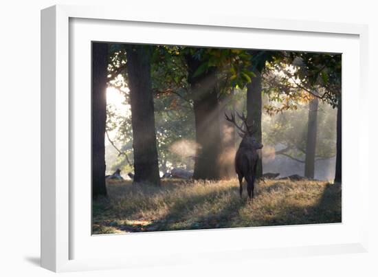 A Red Deer Stag, Cervus Elaphus, Waits in the Early Morning Mists in Richmond Park in Autumn-Alex Saberi-Framed Photographic Print