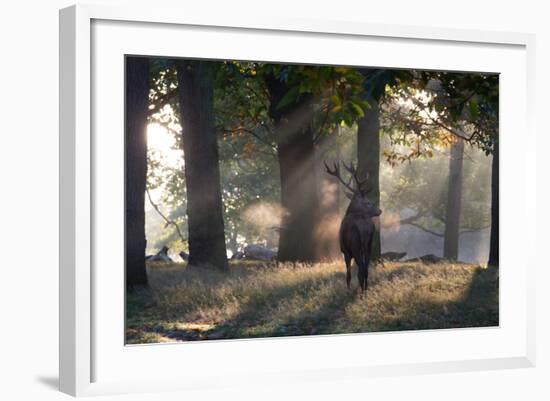 A Red Deer Stag, Cervus Elaphus, Waits in the Early Morning Mists in Richmond Park in Autumn-Alex Saberi-Framed Photographic Print