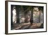 A Red Deer Stag, Cervus Elaphus, Waits in the Early Morning Mists in Richmond Park in Autumn-Alex Saberi-Framed Photographic Print