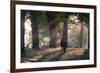 A Red Deer Stag, Cervus Elaphus, Waits in the Early Morning Mists in Richmond Park in Autumn-Alex Saberi-Framed Photographic Print