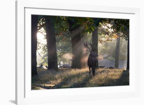 A Red Deer Stag, Cervus Elaphus, Waits in the Early Morning Mists in Richmond Park in Autumn-Alex Saberi-Framed Photographic Print