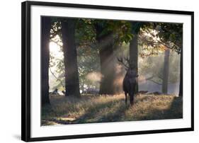 A Red Deer Stag, Cervus Elaphus, Waits in the Early Morning Mists in Richmond Park in Autumn-Alex Saberi-Framed Photographic Print