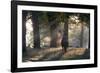 A Red Deer Stag, Cervus Elaphus, Waits in the Early Morning Mists in Richmond Park in Autumn-Alex Saberi-Framed Photographic Print