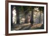 A Red Deer Stag, Cervus Elaphus, Waits in the Early Morning Mists in Richmond Park in Autumn-Alex Saberi-Framed Photographic Print