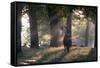 A Red Deer Stag, Cervus Elaphus, Waits in the Early Morning Mists in Richmond Park in Autumn-Alex Saberi-Framed Stretched Canvas