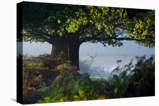 A Red Deer Stag, Cervus Elaphus, Waits under a Tree on a Misty Autumn Morning in Richmond Park-Alex Saberi-Stretched Canvas