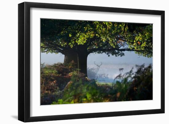 A Red Deer Stag, Cervus Elaphus, Waits under a Tree on a Misty Autumn Morning in Richmond Park-Alex Saberi-Framed Premium Photographic Print