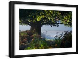 A Red Deer Stag, Cervus Elaphus, Waits under a Tree on a Misty Autumn Morning in Richmond Park-Alex Saberi-Framed Premium Photographic Print