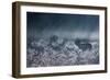 A Red Deer Stag Chases Female Deer During the Autumn Rut in Richmond Park-Alex Saberi-Framed Photographic Print