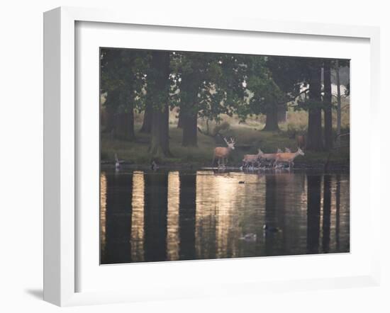 A Red Deer Stag Herds His Female Deer Along a Pond in Richmond Park-Alex Saberi-Framed Photographic Print