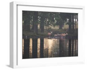 A Red Deer Stag Herds His Female Deer Along a Pond in Richmond Park-Alex Saberi-Framed Photographic Print