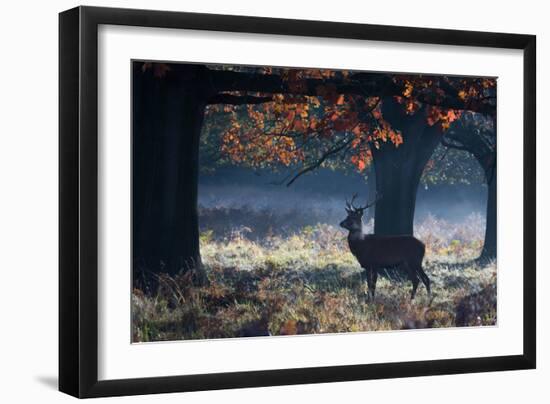 A Red Deer Stag in a Forest with Colorful Fall Foliage-Alex Saberi-Framed Photographic Print