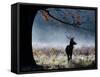 A Red Deer Stag in a Forest with Colorful Fall Foliage-Alex Saberi-Framed Stretched Canvas