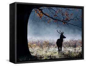 A Red Deer Stag in a Forest with Colorful Fall Foliage-Alex Saberi-Framed Stretched Canvas