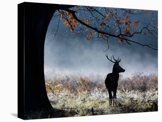 A Red Deer Stag in a Forest with Colorful Fall Foliage-Alex Saberi-Stretched Canvas