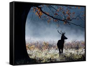 A Red Deer Stag in a Forest with Colorful Fall Foliage-Alex Saberi-Framed Stretched Canvas