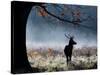 A Red Deer Stag in a Forest with Colorful Fall Foliage-Alex Saberi-Stretched Canvas