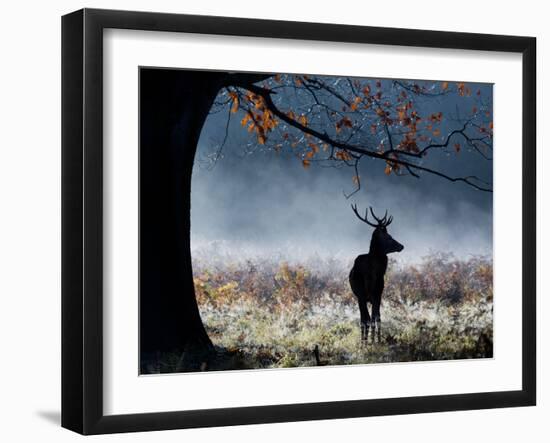 A Red Deer Stag in a Forest with Colorful Fall Foliage-Alex Saberi-Framed Photographic Print