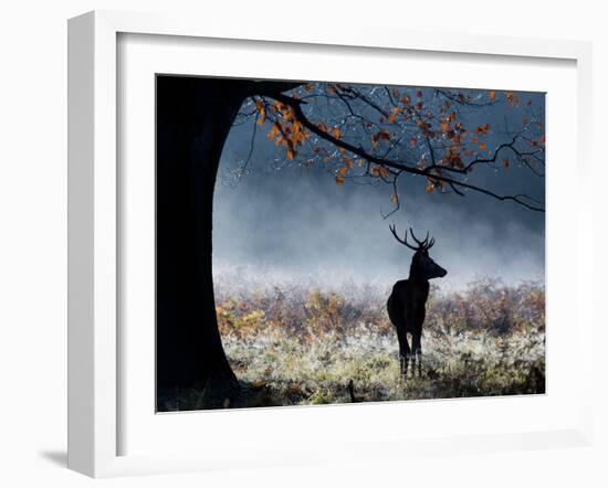 A Red Deer Stag in a Forest with Colorful Fall Foliage-Alex Saberi-Framed Photographic Print