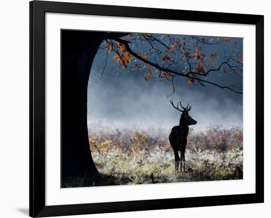 A Red Deer Stag in a Forest with Colorful Fall Foliage-Alex Saberi-Framed Photographic Print