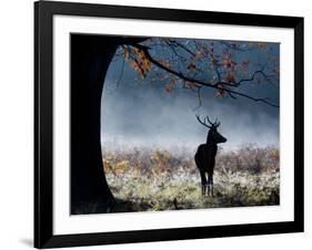 A Red Deer Stag in a Forest with Colorful Fall Foliage-Alex Saberi-Framed Photographic Print