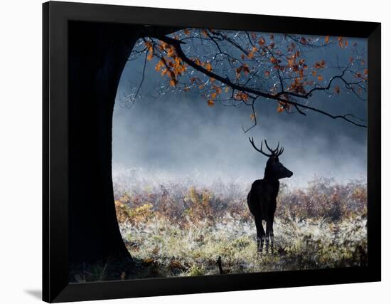 A Red Deer Stag in a Forest with Colorful Fall Foliage-Alex Saberi-Framed Photographic Print