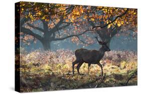 A Red Deer Stag in a Forest with Colorful Fall Foliage-Alex Saberi-Stretched Canvas