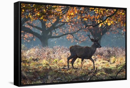 A Red Deer Stag in a Forest with Colorful Fall Foliage-Alex Saberi-Framed Stretched Canvas