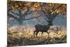 A Red Deer Stag in a Forest with Colorful Fall Foliage-Alex Saberi-Mounted Photographic Print