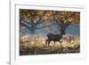 A Red Deer Stag in a Forest with Colorful Fall Foliage-Alex Saberi-Framed Photographic Print