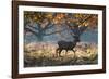 A Red Deer Stag in a Forest with Colorful Fall Foliage-Alex Saberi-Framed Photographic Print