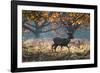 A Red Deer Stag in a Forest with Colorful Fall Foliage-Alex Saberi-Framed Photographic Print