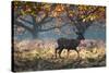 A Red Deer Stag in a Forest with Colorful Fall Foliage-Alex Saberi-Stretched Canvas