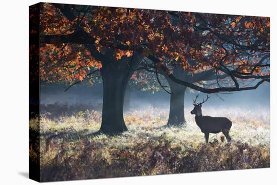 A Red Deer Stag in a Forest with Colorful Fall Foliage-Alex Saberi-Stretched Canvas